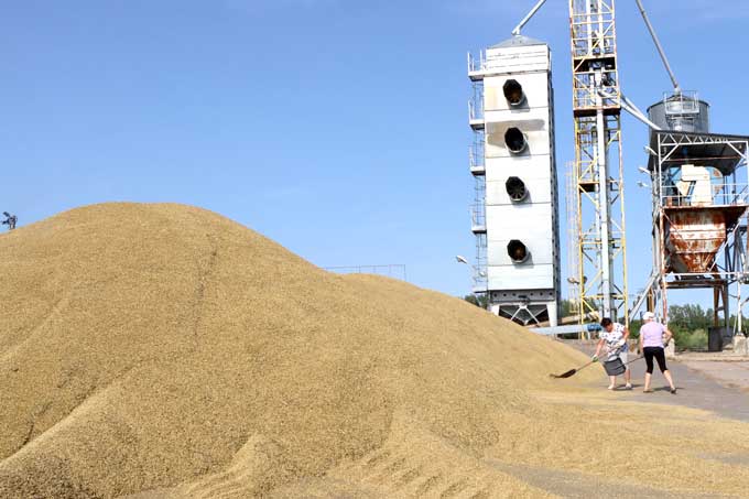 Афера с зерном: руководитель участка отстранен от должности.