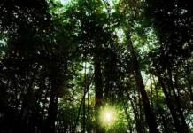 Нашёлся пенсионер, который пять суток провёл в лесу