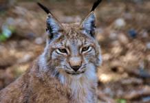 С 1 октября в Беларуси разрешена охота на рысь С 1 октября в Беларуси разрешена охота на рысь