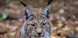 С 1 октября в Беларуси разрешена охота на рысь