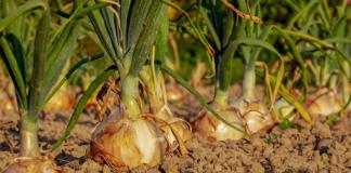 Как сохранить урожай лука надолго Как сохранить урожай лука надолго