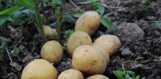 Картофель по цене золота: фермеры поплатились штрафами