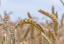 В Беларуси может появиться фиолетовый хлеб