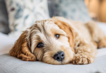 Как изменится размер налога на содержание собак