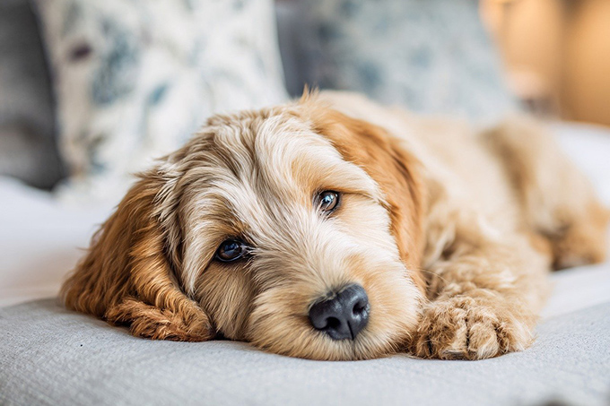 Как изменится размер налога на содержание собак