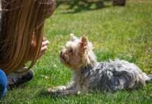 Регистрация питомцев в Беларуси. Что нужно знать владельцам Регистрация питомцев в Беларуси. Что нужно знать владельцам