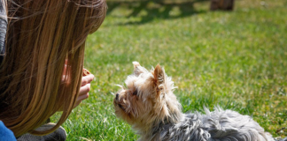 Регистрация питомцев в Беларуси. Что нужно знать владельцам