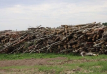 Работники лесхоза сожгли невостребованную древесину Работники лесхоза сожгли невостребованную древесину.