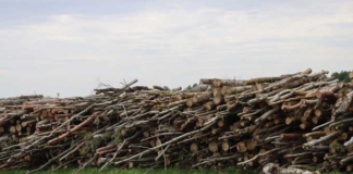 Работники лесхоза сожгли невостребованную древесину.