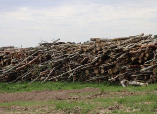 Работники лесхоза сожгли невостребованную древесину.