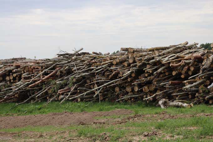 Работники лесхоза сожгли невостребованную древесину.