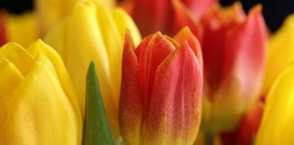 Руководство района поздравляет с Днём отца