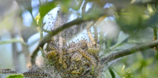 Несколько районов Беларуси оказались в зоне бедствия от белой бабочки.