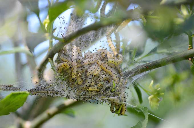 Несколько районов Беларуси оказались в зоне бедствия от белой бабочки.