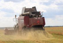 Посмотрите, какой вклад внесли аграрии Мстиславщины в областной каравай Посмотрите, внесли аграрии Мстиславщины в областной каравай