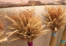 Депутат Палаты представителей с районным праздником «Дажынкі-2025»