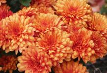 Руководство района поздравляет с Днём пожилых людей