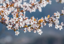 Поздравление депутата Палаты представителей с Днём матери