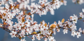 Поздравление депутата Палаты представителей с Днём матери