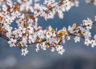 Поздравление депутата Палаты представителей с Днём матери