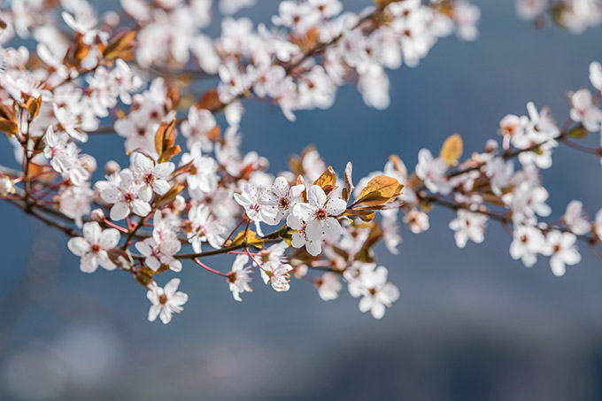Поздравление депутата Палаты представителей с Днём матери
