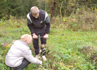 Школьники из Мушино заложили новую дубраву