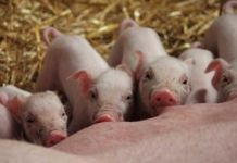 Главный инженер обвиняется в гибели 677 поросят Главный инженер обвиняется в гибели 677 поросят.