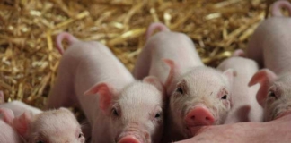 Главный инженер обвиняется в гибели 677 поросят.