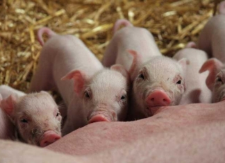 Главный инженер обвиняется в гибели 677 поросят.