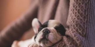 Пьяный могилевчанин нанёс несколько ударов ножом щенку.