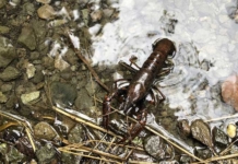 «Ужин» ценой в 6500: браконьеры попались на незаконной ловле раков.