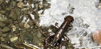 «Ужин» ценой в 6500: браконьеры попались на незаконной ловле раков.