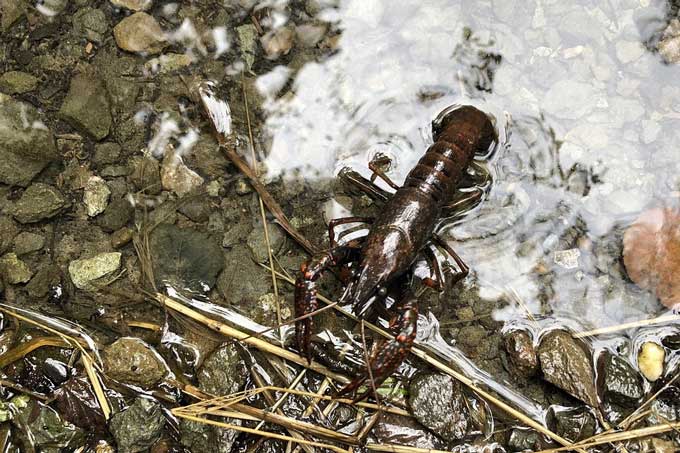 «Ужин» ценой в 6500: браконьеры попались на незаконной ловле раков.
