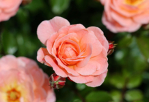 Руководство района поздравляет с Днём матери