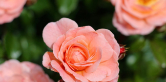 Руководство района поздравляет с Днём матери