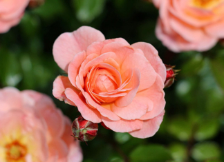 Руководство района поздравляет с Днём матери