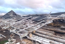 Шквалистый ветер обрушил телятник: 75 телят спасены.