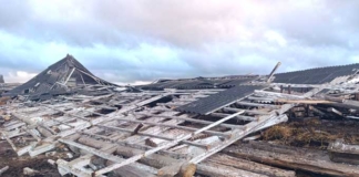 Шквалистый ветер обрушил телятник: 75 телят спасены.