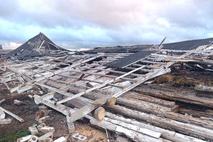 Шквалистый ветер обрушил телятник: 75 телят спасены.