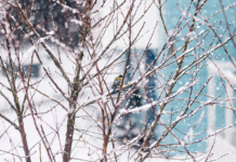 Беларусь настиг Генуэзский циклон Беларусь настиг Генуэзский циклон.