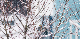 Беларусь настиг Генуэзский циклон.