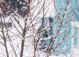 Беларусь настиг Генуэзский циклон.