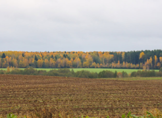 Какой будет погода в последний месяц осени