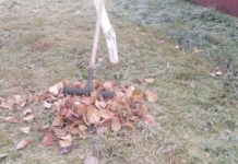 Какие садовые работы можно проводить в ноябре