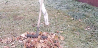 Какие садовые работы можно проводить в ноябре Какие садовые работы можно проводить в ноябре