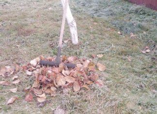 Какие садовые работы можно проводить в ноябре