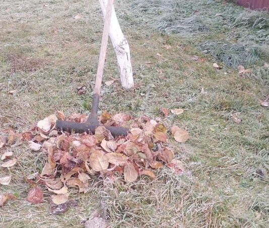 Какие садовые работы можно проводить в ноябре