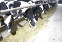 Что главное в работе животноводов ОАО «Октябрь»