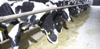 Что главное в работе животноводов ОАО «Октябрь» Что главное в работе животноводов ОАО «Октябрь»