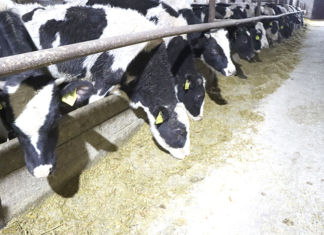 Что главное в работе животноводов ОАО «Октябрь»